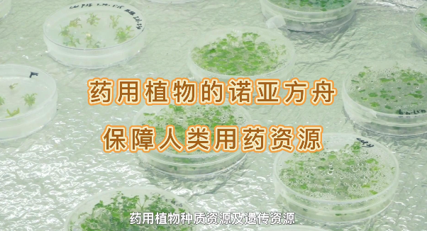 ҩ��ֲ���ŵ�Ƿ�������������ҩ����Դ