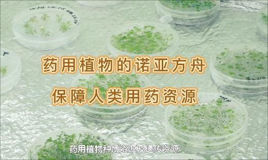 ����ҩ��ֲ���ŵ�Ƿ�������Ȼ���١������˻�����Ҳ�æ�ҩû��