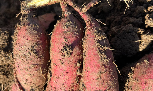 ΰ��BETVLCTOR��ҳ�����ϸ������ӭ�״η���